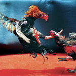 Beginner's Guide to Rooster Fighting at 789bet