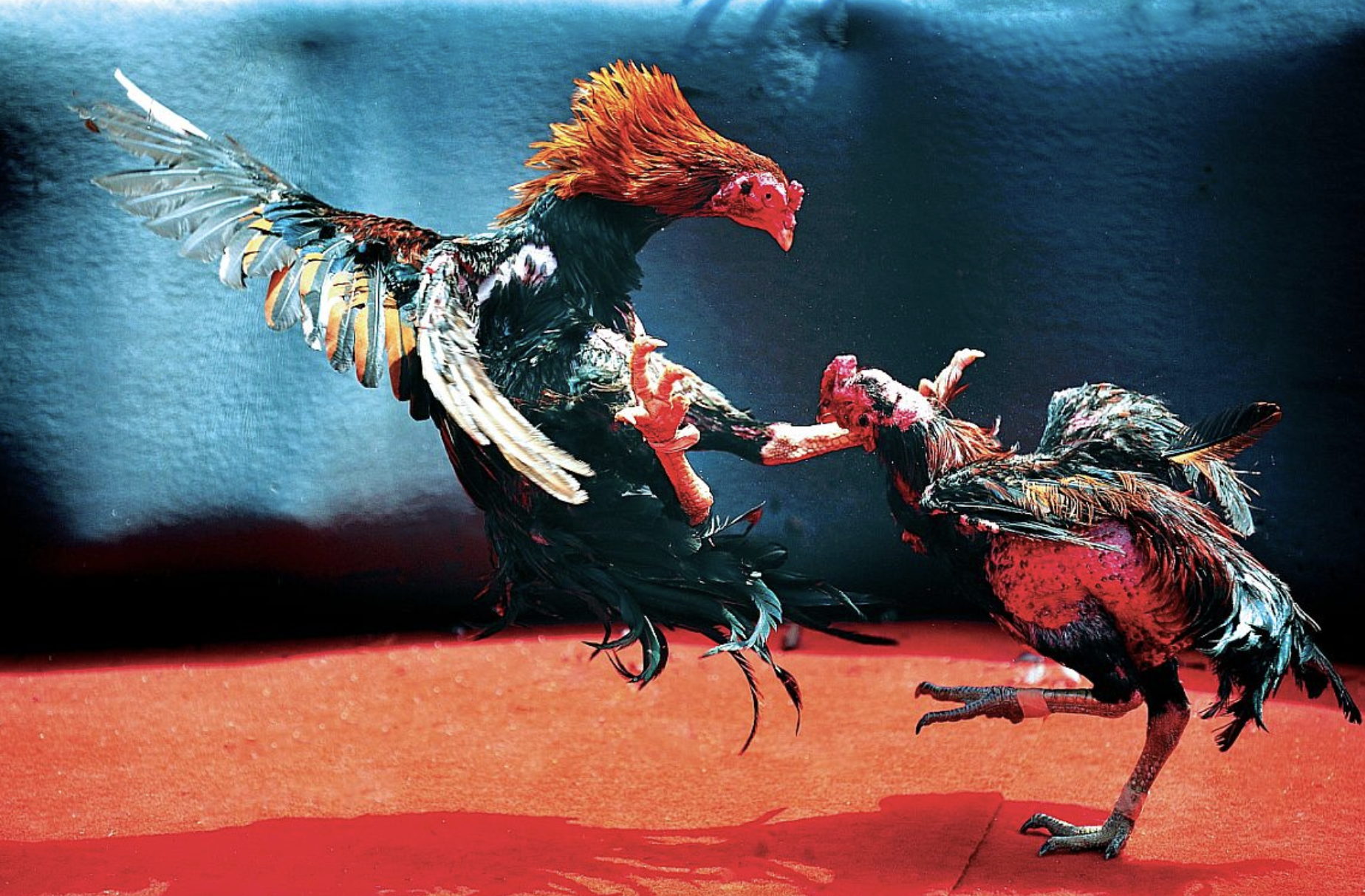 Beginner's Guide to Rooster Fighting at 789bet 